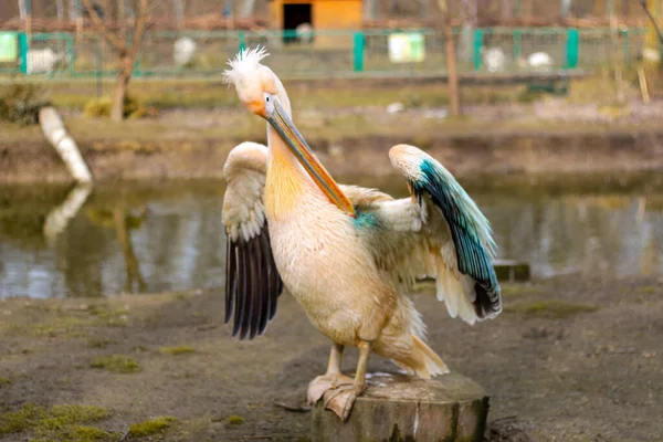 Pelícano Rosa Sobre Fondo Natural Hermoso Pájaro Retrato Gran Pelícano — Foto de Stock