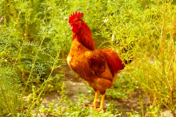 Desenfoque Gallo Colorido Sobre Fondo Verde Naturaleza Gran Gallo Rojo — Foto de Stock