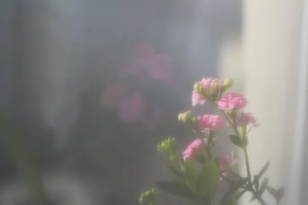 Flores Primavera Fábrica Kalanchoe Pequenas Flores Rosa Tonificado Fundo Branco — Fotografia de Stock