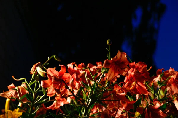 Red Lily Flowers Silhouette Night Dark Bush Pink Decorative Lily — Stockfoto