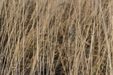 Kuru çimen dokusu arka planı. Sonbahar modu ve sahne arkası. Boho tarzı. Doğanın arka planında bej rengi sazlıklar ve bitkiler. Kırsal ve kırsal.