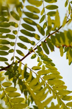 Yakından demirhindi yaprakları. Güneş, arka planda açık gökyüzü olan bir çayırdaki görkemli yeşil demirhindi ağacının içinden parlıyor. Parlak bahar doğal arka plan.