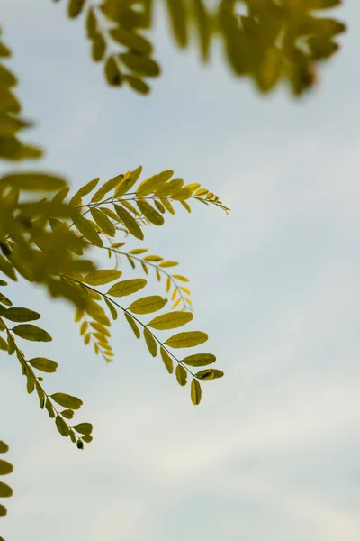 Ramas Tamarindo Primavera Cielo Azul Majestuoso Árbol Tamarindo Verde Con — Foto de Stock