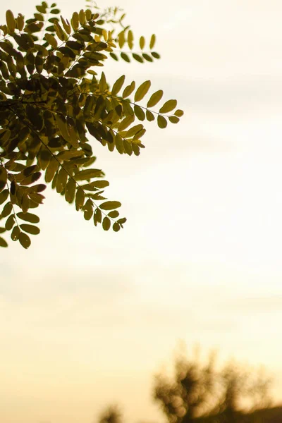 Весенние Ветви Тамаринды Закатном Небе Величественное Зеленое Дерево Тамаринда Ясным — стоковое фото
