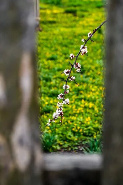 Vårgren Vackra Grenar Vita Körsbär Blommar Trädet Grönt Gräs Bakgrund — Stockfoto