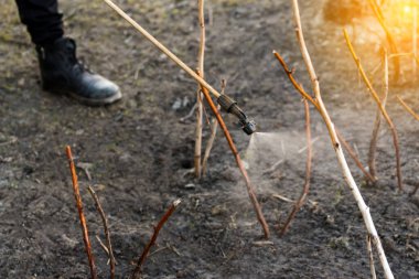 Püskürtücü böcek ilaçları, ahududu kıllarına böcek ilacı. Çiftçi adam, bahar bahçesinde böceklere elle böcek ilacı püskürtüyor. Tarım ve bahçıvanlık. Kimyasal spreyleme. Odaklanamıyorum.