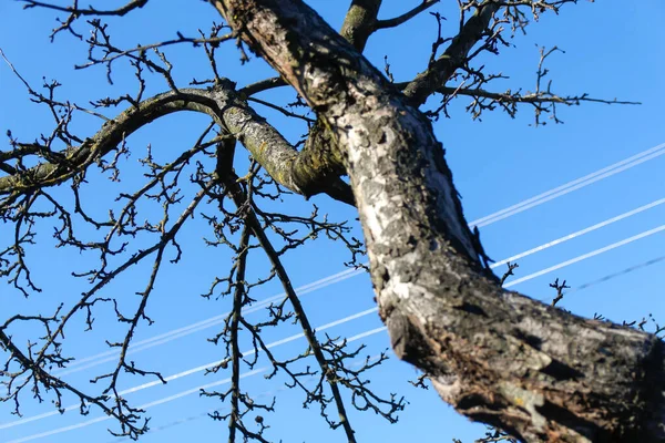 Agricultura Ecológica Ecológica Manzana Ramas Secas Sobre Fondo Azul Cielo — Foto de Stock