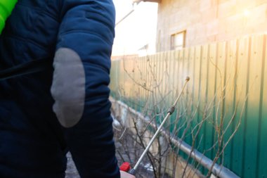 Pedikür ilaçlama, haşere kontrolü. Çiftçi bozuntusu, bahar bahçesindeki böceklere elle böcek ilacı püskürtüyor. Tarım ve bahçıvanlık. Kimyasal spreyleme. - Yakın çekim. Odaklanamıyorum.