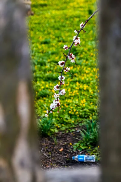 Natur Och Plast Vårgren Vackra Grenar Vita Körsbär Blommar Trädet — Stockfoto