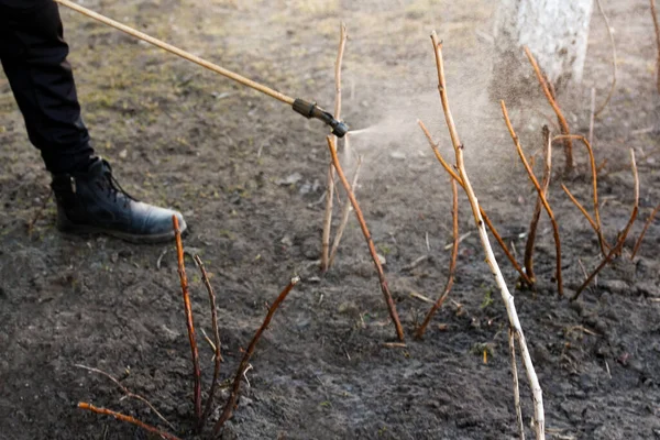 Farmer man spraying tree with manual pesticide sprayer against insects in spring garden. Agriculture and gardening An image of Chemical spraying.