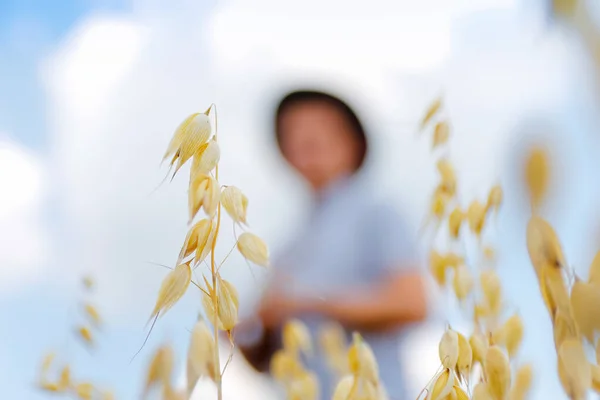 Oats field. Harvester. Blurred farmer standing in gold wheat field with blue sky in background. Young man wearing sunglasses and cowboy hat in a field examining wheat crop. Oats grain production.