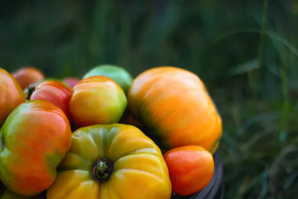 Tomatensammlung Draußen Tomaten Auf Grünem Garten Natur Hintergrund Seitenansicht Schöne — Stockfoto