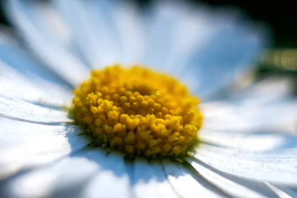 Defocus Vit Tusensköna Kamomill Blomma Makro Närbild Närbild Färska Blommor — Stockfoto