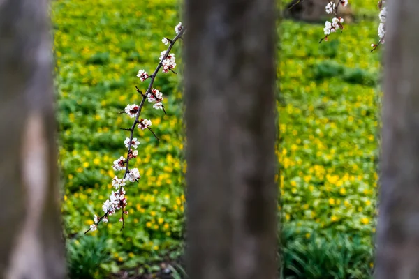 Une Branche Printemps Belles Branches Cerisier Blanc Fleurissent Sur Arbre — Photo
