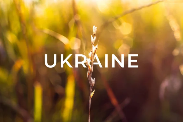 Символ України Жовте Сухе Золоте Поле Боке Підсвічене Задньому Плані — стокове фото
