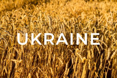 Ukrayna savaşı. Buğday tarlasına yakın çekim. Günbatımı arka planında olgunlaşan sarı buğday tarlaları. Uzayı kırsal doğa fotoğrafına kopyala zengin bir hasatın fikri.