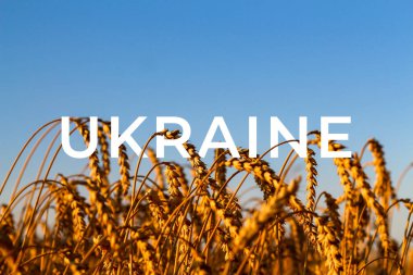 Ukrayna savaşı. Mavi gökyüzü buğday başaklarına ve mavi gökyüzüne karşı altın buğday tarlası. Altın bir tarla. Güzel manzara. Hasat ve verimliliğin sembolü. Hasat, ekmek. Manzara, bitki. Sembol.