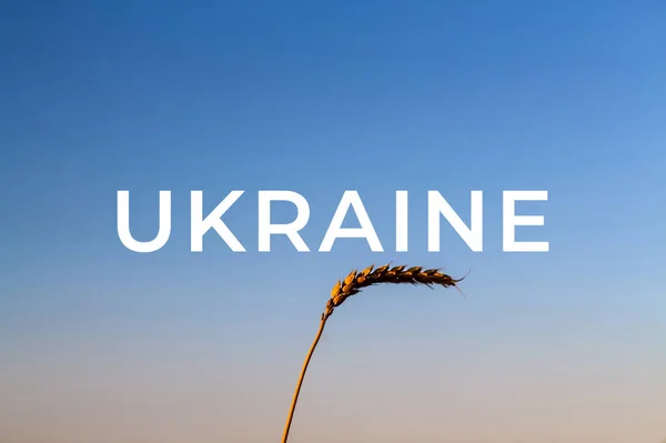 Війна Україні Одна Жито Заході Один Шматочок Пшениці Блакитному Ясному — стокове фото