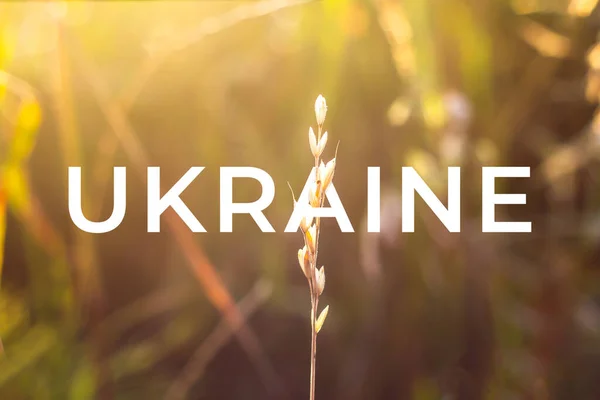 Ukrajinská Válka Žluté Suché Malé Zlaté Pole Bokeh Podsvícením Pozadí — Stock fotografie