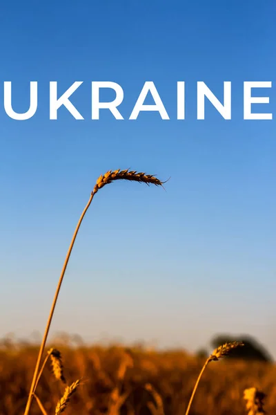 Война Украине Один Стебель Ржаного Хлеба Закате Один Пик Пшеницы — стоковое фото