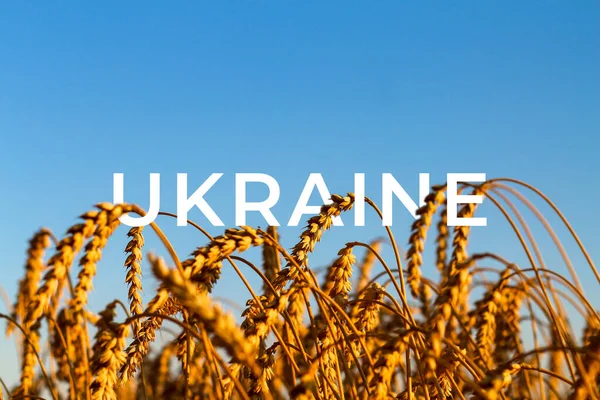 Війна Україні Золоте Пшеничне Поле Проти Блакитного Неба Пшеничне Сяйво — стокове фото