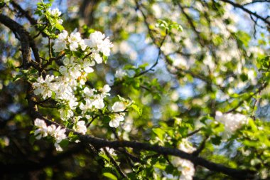 Bir elma ağacının dalındaki güzel çiçekleri bulanık bir bahçe ve mavi bir gökyüzünün arka planına odakla. Soyut doğal arkaplan. Odaklanamıyorum.