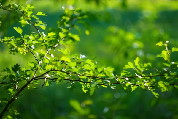 Свежие Зеленые Листья Деревьев Рамка Естественный Фон Крупный План Красивый — стоковое фото