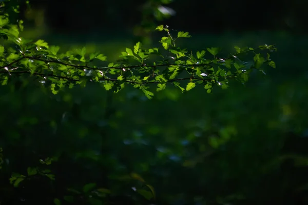 Свежие Зеленые Листья Деревьев Рамка Естественный Фон Крупный План Красивый — стоковое фото