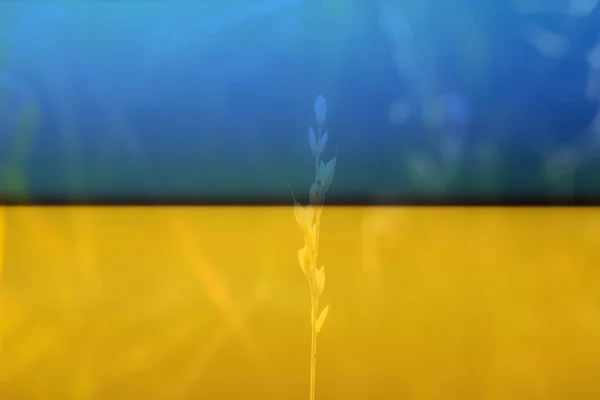 Ukrainas Symbol Gul Torr Liten Spik Gyllene Fält Med Bokeh — Stockfoto