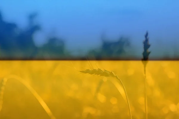 Guerra Ucrania Espiguillas Color Oro Retroiluminado Fondo Natural Verano Foto — Foto de Stock