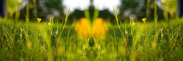 Oskärpa Vackra Äng Fält Färskt Gräs Och Gula Maskros Blommor — Stockfoto