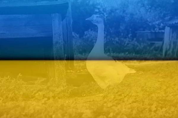大白鹅和大灰鹅在大自然的绿草背景上 外面绿草上站着白鹅的侧视图 动物农场乡村 乌克兰国旗 — 图库照片