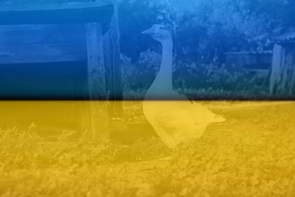 Big White Grey Adult Goose Nature Green Grass Background Side — Stock Photo, Image