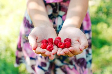 Elindeki defocus ahududu. Yeşil doğada taze kırmızı ahududu tutan kadın eller. Taze hasat. Sağlıklı beslenme, diyet meyveler, yakın çekim. Merhaba yaz. Odaklanamıyorum.