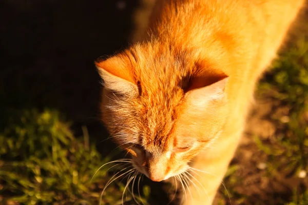 Ginger cat. Sunny portrait of cute red ginger tabby cat in sunny summer day. Cats had. Orange animal. Funny kitty. Sunset. Yellow kitten. Closeup portrait. Nature background.