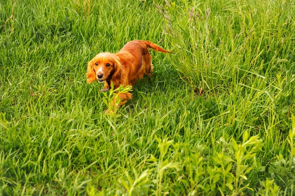 Defocus Orange Dog Happy Red Cocker Spaniel Puppy Portrait Outdoors — Stock Photo, Image