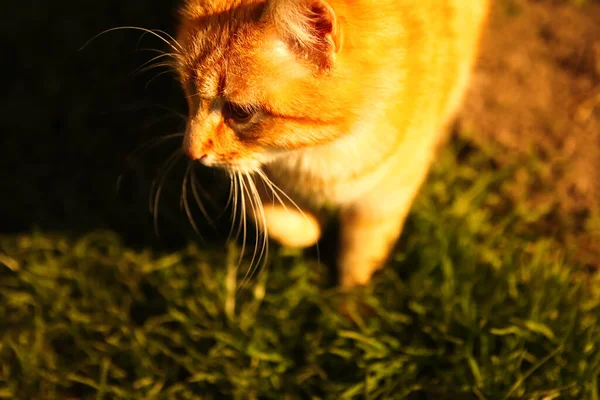 Ginger cat. Sunny portrait of cute red ginger tabby cat in sunny summer day. Cats had. Orange animal. Funny kitty. Sunset. Yellow kitten. Closeup portrait. Nature background. Grass.