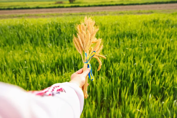 Defocus Female Hand Holding Bouquet Ripe Golden Spikelets Wheat Tied — Stock Photo, Image