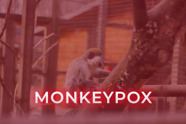 Maymun çiçeği virüsü. Kırmızı arka plan. Salgın konsepti. Virüs hayvanlardan insanlara bulaşıyor. Maymunlar virüsü saklayıp insanlara bulaştırmış olabilir. Yeni bir salgın. Kelime maymun çiçeği. Bulanık.