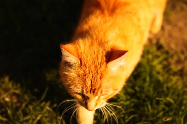 Kızıl kedi. Güneşli yaz gününde sevimli kırmızı kızıl tekir kedinin güneşli portresi. Kediler vardı. Turuncu hayvan. Komik kedicik. Gün batımı. Sarı kedi yavrusu. Yakından bir portre. Doğa geçmişi. Çimenler. Bıyık.