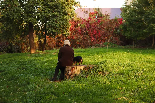 Femme Âgée Assise Sur Moignon Avec Chien Vue Derrière Marcher — Photo