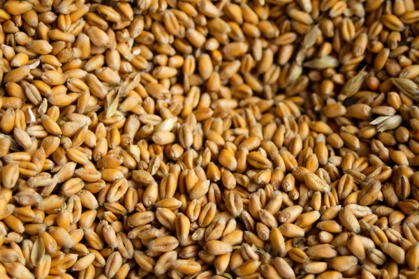 Defocus full of wheat grains, harvest background with copy space, close up. Ukrainian wheat. Food crisis. Organic food. Pattern harvest. Barley frame. Hard grain. Out of focus.