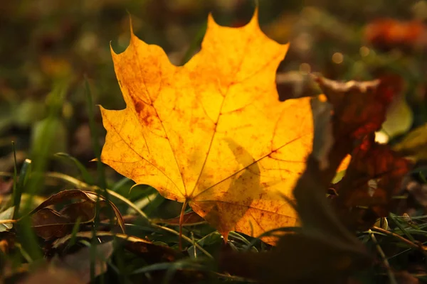 緑の公園の背景に黄色のカエデの葉 乾燥した草の上にカラフルなカエデの葉 秋の気分 10月9月11月 秋の背景 — ストック写真