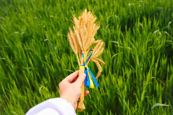 Defocus Bouquet Ripe Golden Spikelets Wheat Tied Yellow Blue Ribbon — Stock Photo, Image