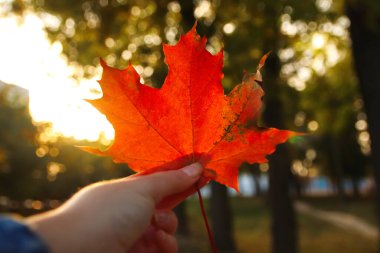 Doğal yeşil park arka planında kadın eli olan turuncu akçaağaç yaprağı. Kızın elinde renkli akçaağaç yaprakları var. Sonbahar havası. Ekim, Eylül, Kasım..