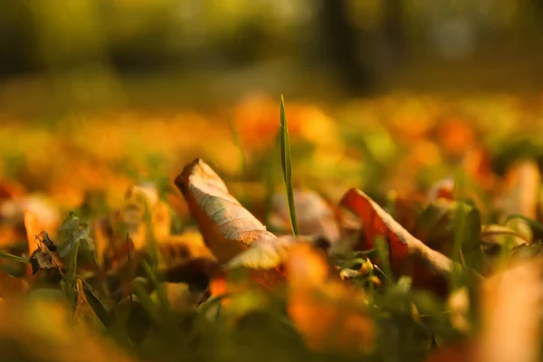Defocus Autumn Leaves Green Orange Autumn Leaves Background Outdoor Colorful — Stockfoto