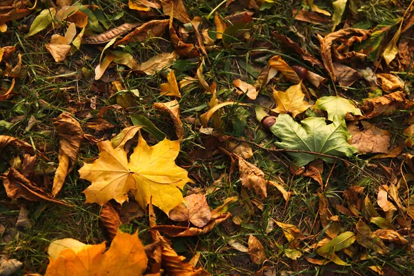 Defocus Autumn Leaves Green Orange Autumn Leaves Background Outdoor Colorful — Fotografia de Stock
