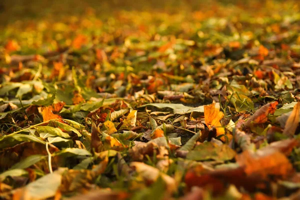 Defocus Autumn Leaves Green Orange Autumn Leaves Background Outdoor Colorful — Stockfoto