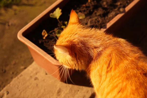 Ginger cat. Sunny portrait of cute red ginger tabby cat in sunny summer day. Cats had. Orange animal. Funny kitty. Sunset. Yellow kitten. Beds background.