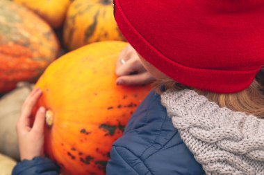 Kırmızı şapkalı defocus çocuğu büyük bir balkabağı tutuyor. Renkli çizgiler ve benekli kabak ve kabak çeşitleri. Ekin. Cadılar Bayramı ve Şükran Günü tatili. Odaklanamıyorum.